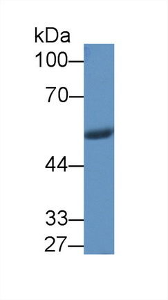 Polyclonal Antibody to Visfatin (VF)