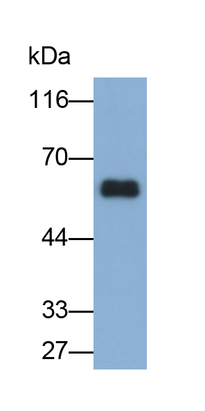 Polyclonal Antibody to Visfatin (VF)