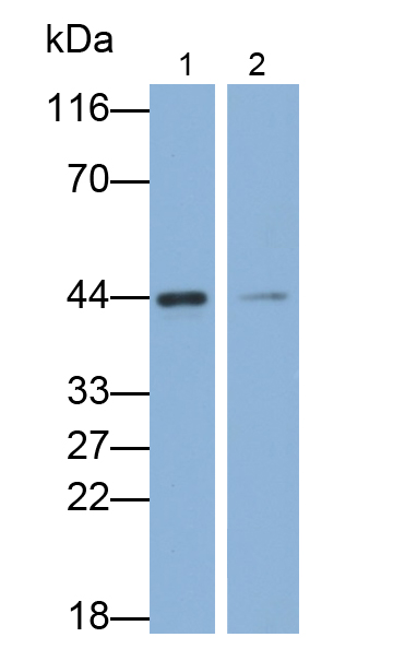 Polyclonal Antibody to CCAAT/Enhancer Binding Protein Alpha (CEBPa)