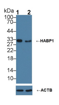 Polyclonal Antibody to Complement component 1 Q subcomponent-binding protein, mitochondrial (C1QBP)