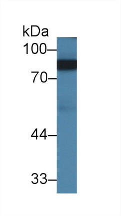 Polyclonal Antibody to Amiloride Binding Protein 1 (ABP1)