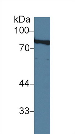 Polyclonal Antibody to Amiloride Binding Protein 1 (ABP1)