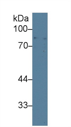 Polyclonal Antibody to Amiloride Binding Protein 1 (ABP1)