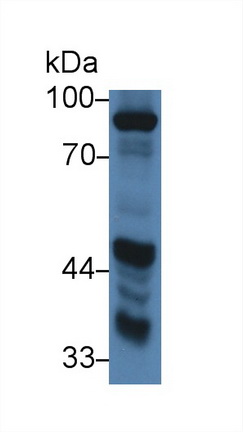 Polyclonal Antibody to Amiloride Binding Protein 1 (ABP1)