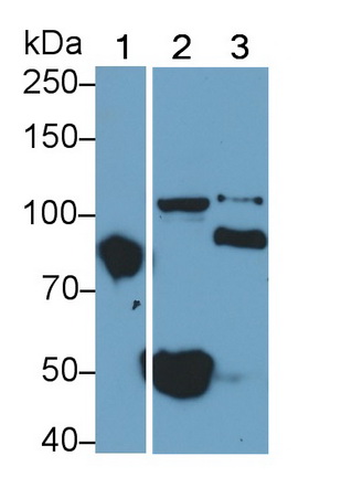 Polyclonal Antibody to Toll Like Receptor 2 (TLR2)