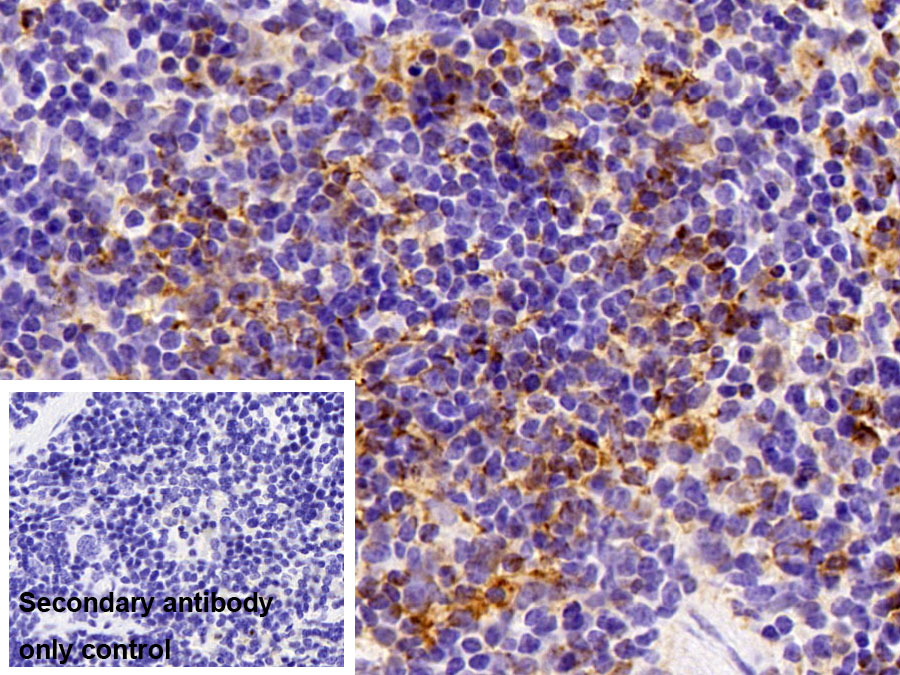 Polyclonal Antibody to Homing Associated Cell Adhesion Molecule (HCAM)