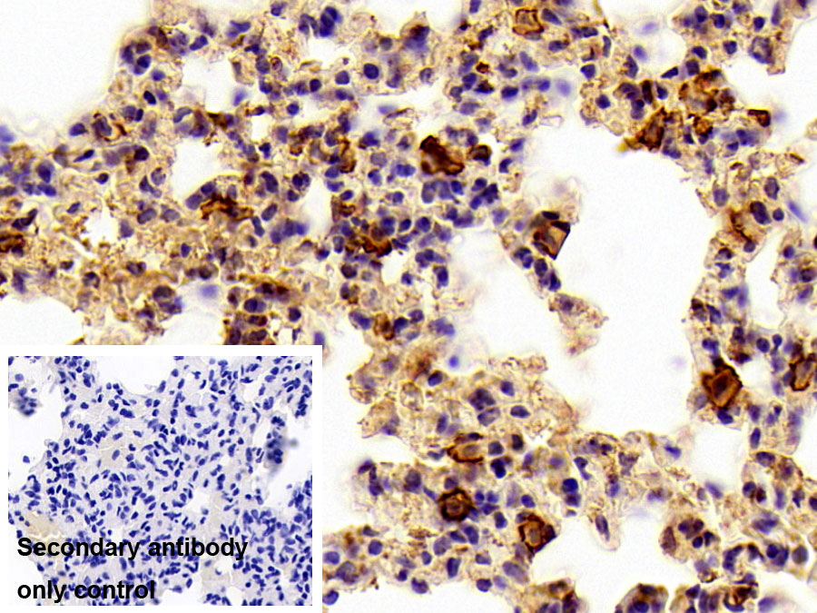 Polyclonal Antibody to Homing Associated Cell Adhesion Molecule (HCAM)