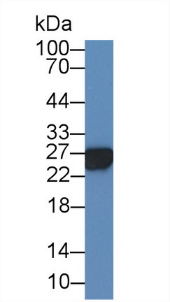 Polyclonal Antibody to Glutathione S Transferase Alpha 3 (GSTa3)