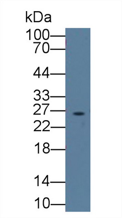 Polyclonal Antibody to Glutathione S Transferase Alpha 3 (GSTa3)