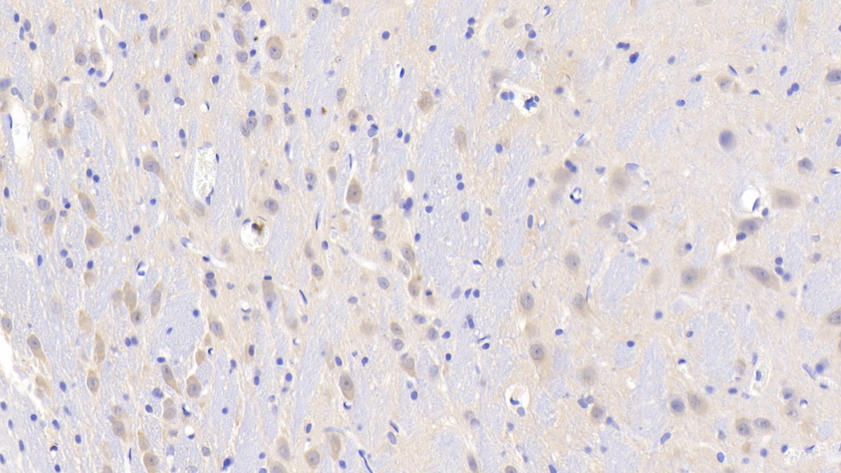 Polyclonal Antibody to Slit Homolog 2 (Slit2)