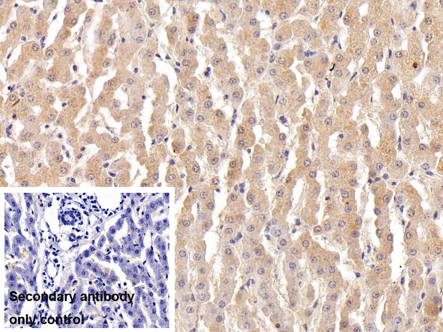 Polyclonal Antibody to Coagulation Factor V (F5)
