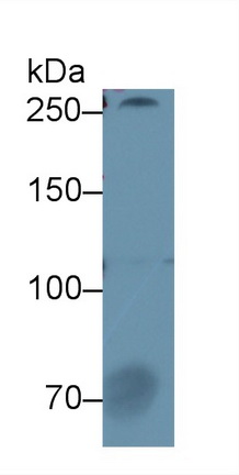 Polyclonal Antibody to Coagulation Factor V (F5)