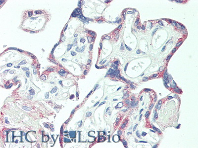 Polyclonal Antibody to Coagulation Factor V (F5)