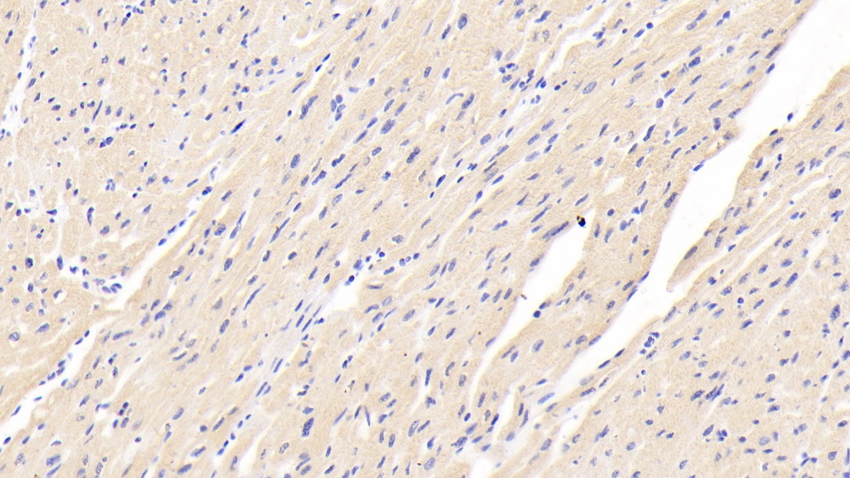 Polyclonal Antibody to Caspase 12 (CASP12)