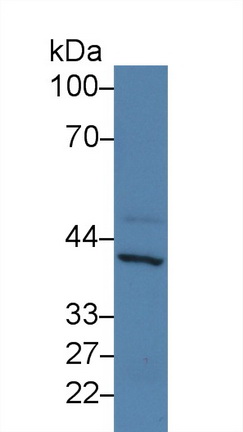 Polyclonal Antibody to Caspase 12 (CASP12)