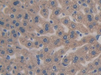 Polyclonal Antibody to Caspase 12 (CASP12)