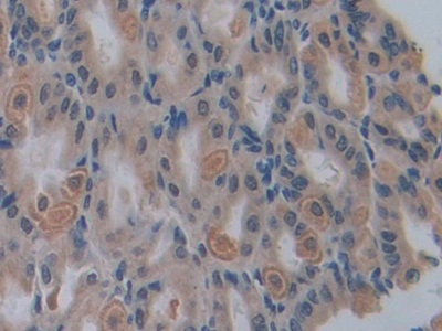 Polyclonal Antibody to Caspase 12 (CASP12)