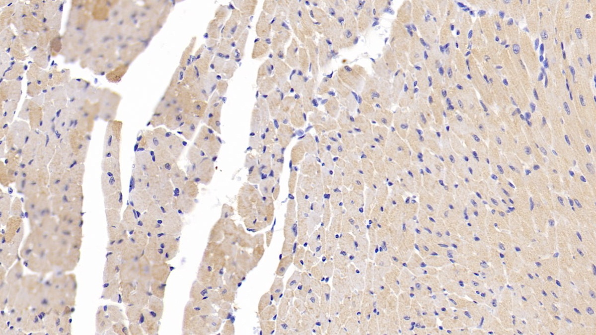 Polyclonal Antibody to Neuropilin 1 (NRP1)