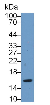 Polyclonal Antibody to Myeloid Progenitor Inhibitory Factor 2 (MPIF2)