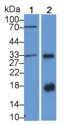 Polyclonal Antibody to Kallikrein 10 (KLK10)