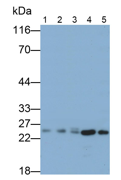 Polyclonal Antibody to Kallikrein 10 (KLK10)