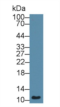 Polyclonal Antibody to Macrophage Migration Inhibitory Factor (MIF)