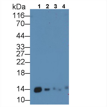 Polyclonal Antibody to Macrophage Migration Inhibitory Factor (MIF)