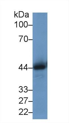 Polyclonal Antibody to Macrophage Migration Inhibitory Factor (MIF)