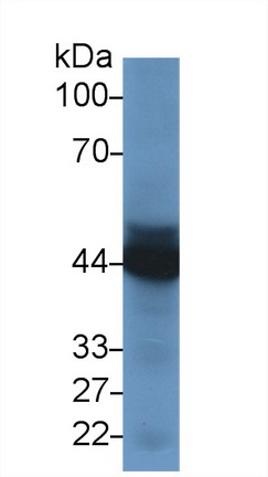 Polyclonal Antibody to Macrophage Migration Inhibitory Factor (MIF)