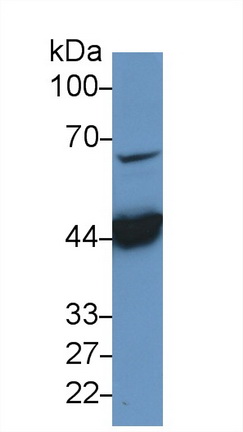 Polyclonal Antibody to Macrophage Migration Inhibitory Factor (MIF)