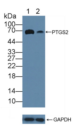 Polyclonal Antibody to Cyclooxygenase-2 (COX 2)