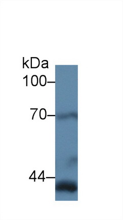 Polyclonal Antibody to Cyclooxygenase-2 (COX 2)