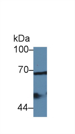 Polyclonal Antibody to Cyclooxygenase-2 (COX 2)