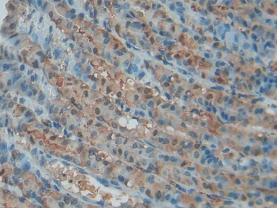 Polyclonal Antibody to Thioredoxin (Trx)