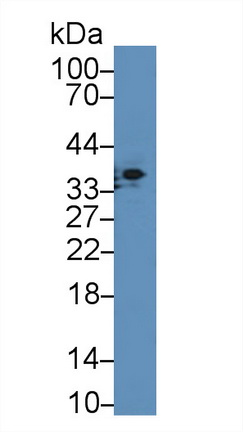 Polyclonal Antibody to Apolipoprotein E (APOE)