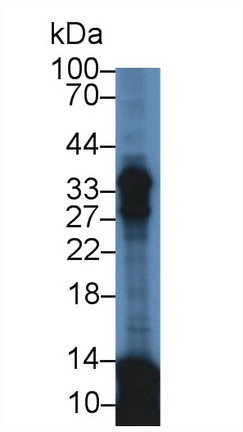 Polyclonal Antibody to Apolipoprotein E (APOE)