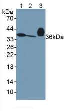 Polyclonal Antibody to Apolipoprotein E (APOE)