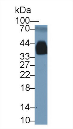 Polyclonal Antibody to Apolipoprotein E (APOE)