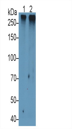 Polyclonal Antibody to Mucin 2 (MUC2)