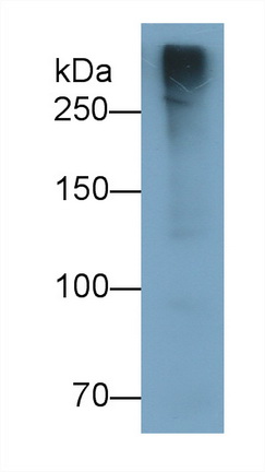 Polyclonal Antibody to Mucin 2 (MUC2)