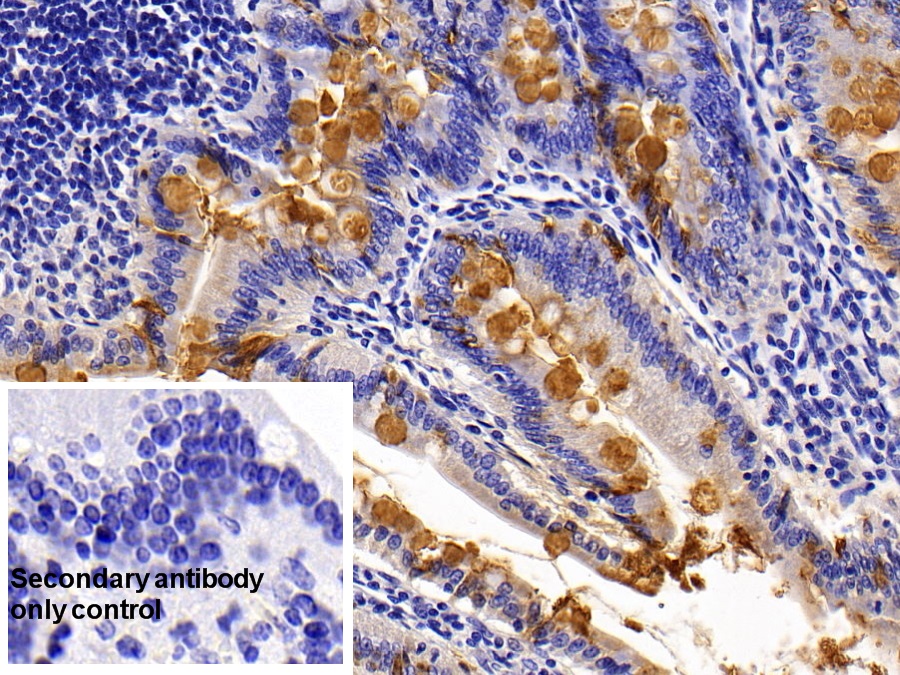 Polyclonal Antibody to Mucin 2 (MUC2)