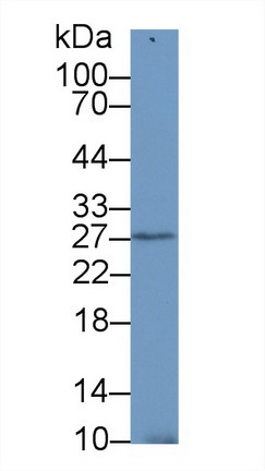 Polyclonal Antibody to Stromal Cell Derived Factor 4 (SDF4)