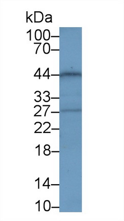 Polyclonal Antibody to Stromal Cell Derived Factor 4 (SDF4)