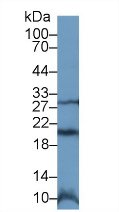 Polyclonal Antibody to Stromal Cell Derived Factor 4 (SDF4)