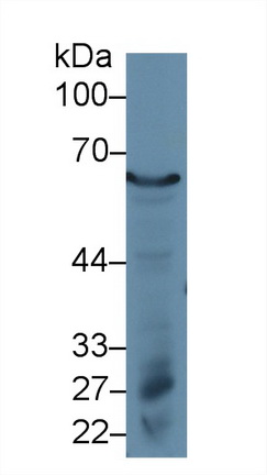 Polyclonal Antibody to Glucose 6 Phosphate Isomerase (GPI)