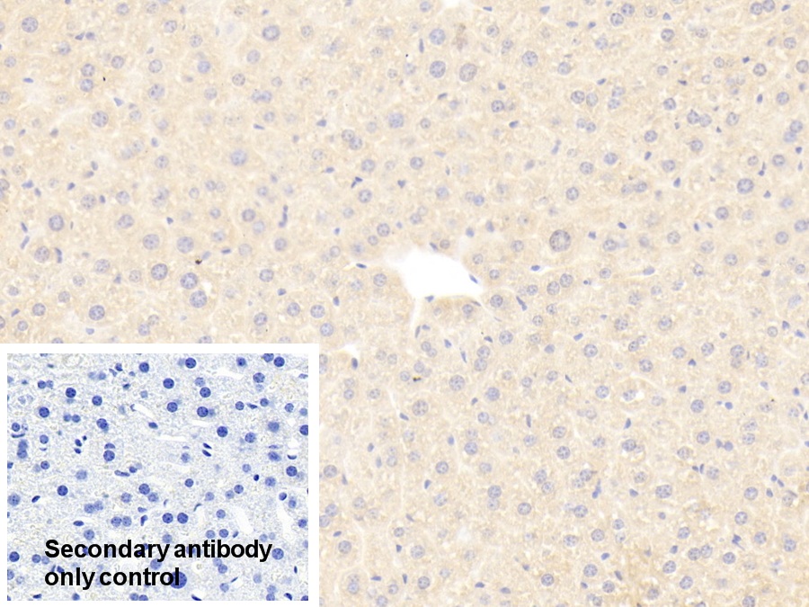 Polyclonal Antibody to Glucose 6 Phosphate Isomerase (GPI)