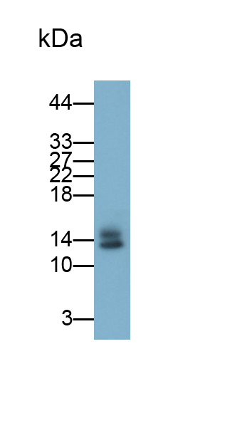 Polyclonal Antibody to Prealbumin (PALB)