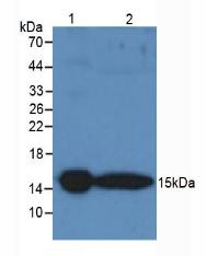 Polyclonal Antibody to Prealbumin (PALB)