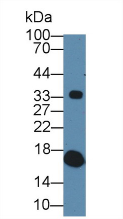 Polyclonal Antibody to Prealbumin (PALB)