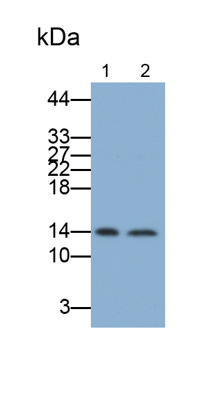 Polyclonal Antibody to Prealbumin (PALB)